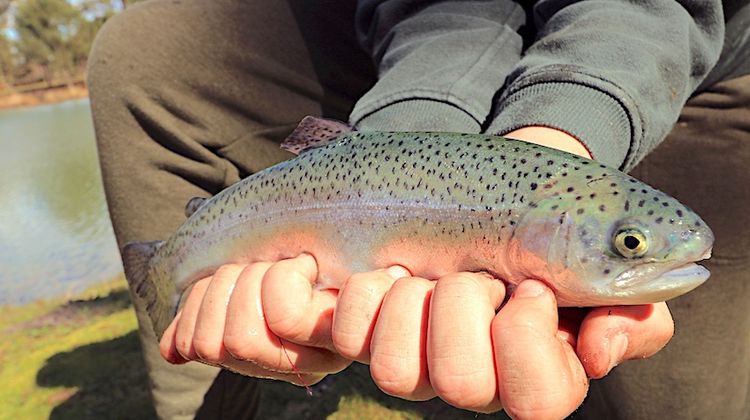 OUVERTURE DE LA PÊCHE - 68.000 passionnés impatients, chez nous